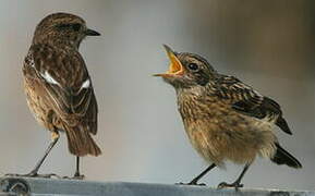 European Stonechat