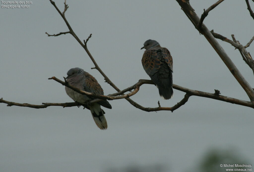 European Turtle Dove