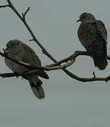 European Turtle Dove