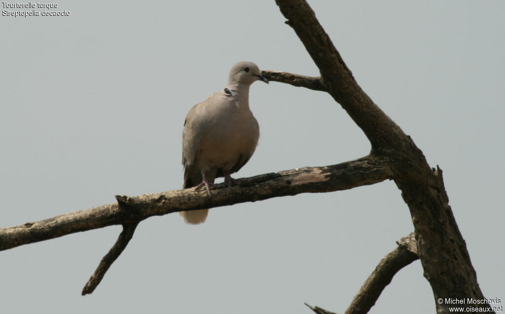 Eurasian Collared Dove