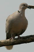 Eurasian Collared Dove