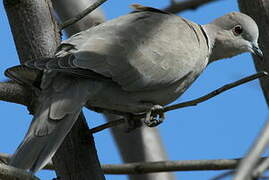 Eurasian Collared Dove