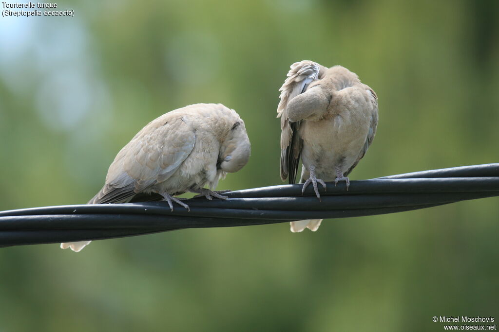 Eurasian Collared Dove