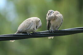 Eurasian Collared Dove