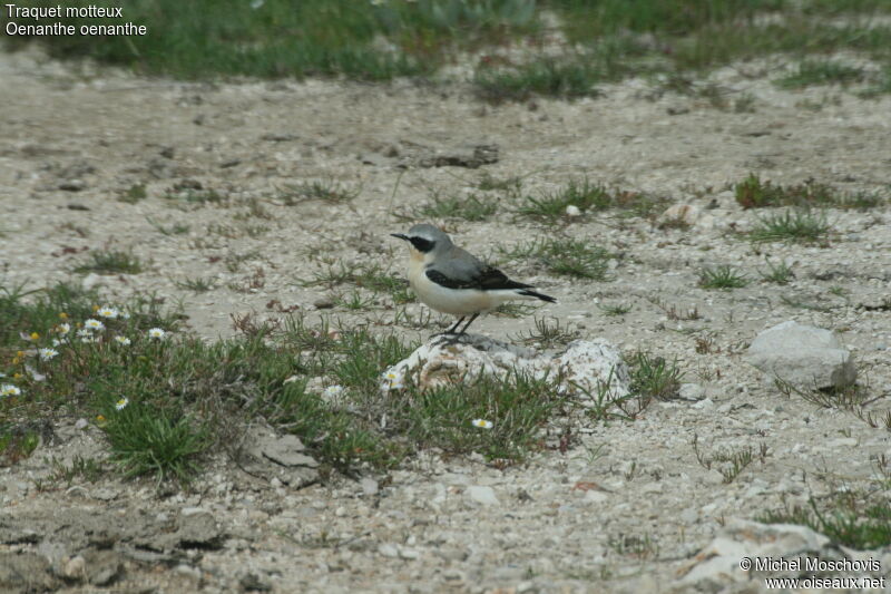 Northern Wheatear male adult