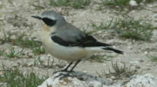 Northern Wheatear