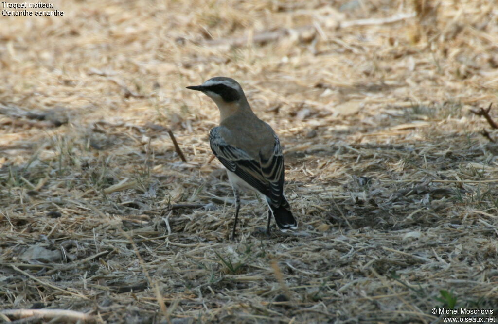 Traquet motteux mâle adulte, identification