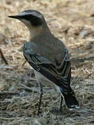 Northern Wheatear