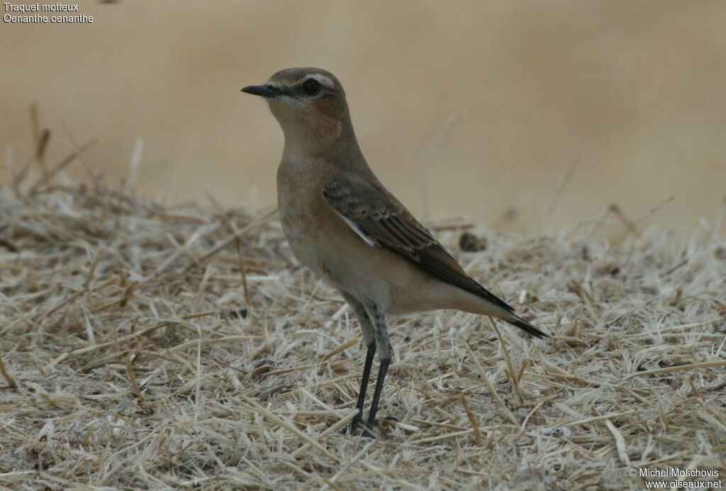 Traquet motteux mâle immature, identification