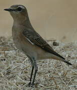 Northern Wheatear