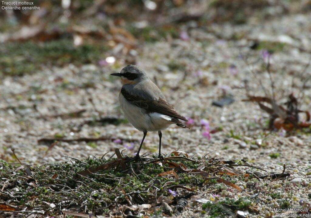 Northern Wheatear male adult breeding, identification