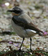 Northern Wheatear