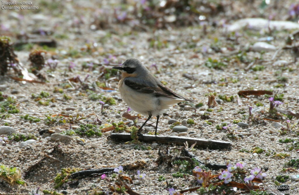 Northern Wheatear male adult breeding, identification