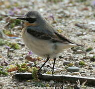 Northern Wheatear