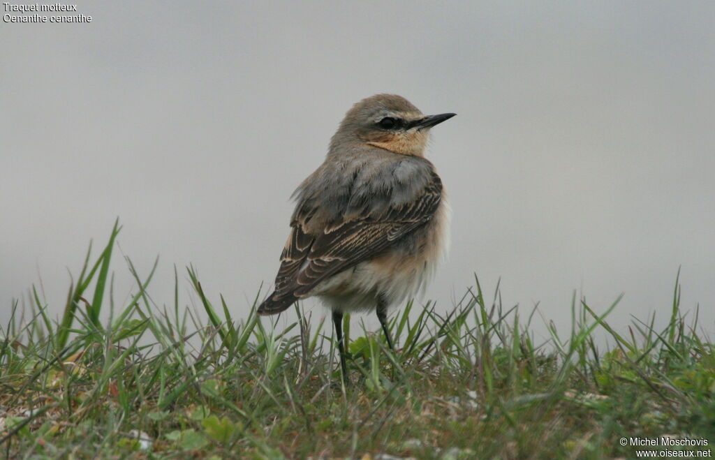 Northern Wheatear female adult breeding, identification