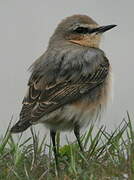 Northern Wheatear