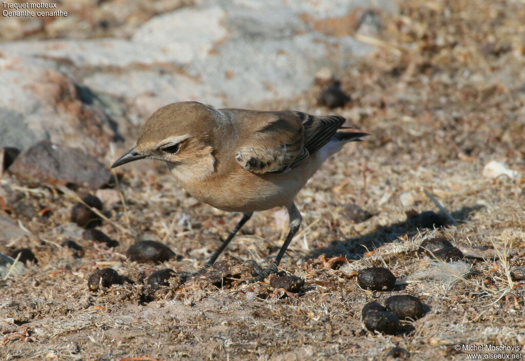 Traquet motteux, identification