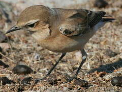 Northern Wheatear