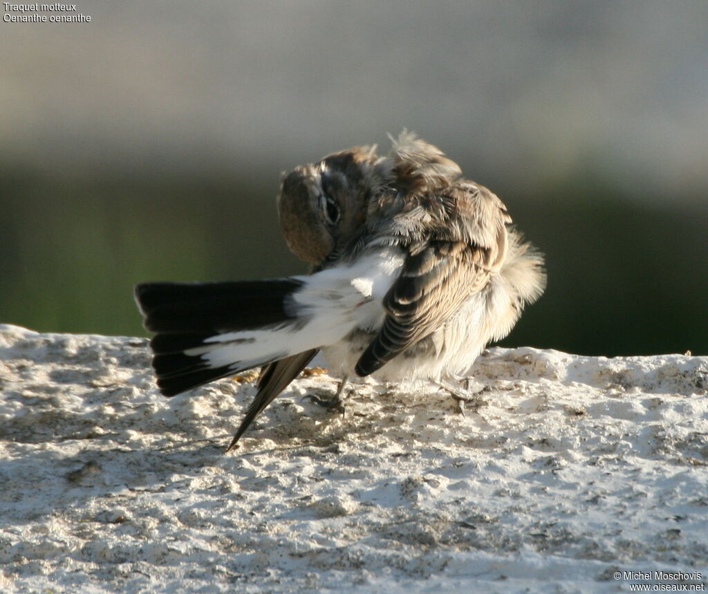 Northern WheatearFirst year, Behaviour