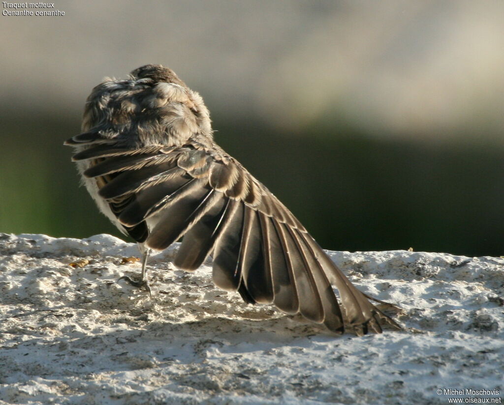 Northern WheatearFirst year, Behaviour