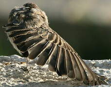 Northern Wheatear