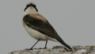 Eastern Black-eared Wheatear