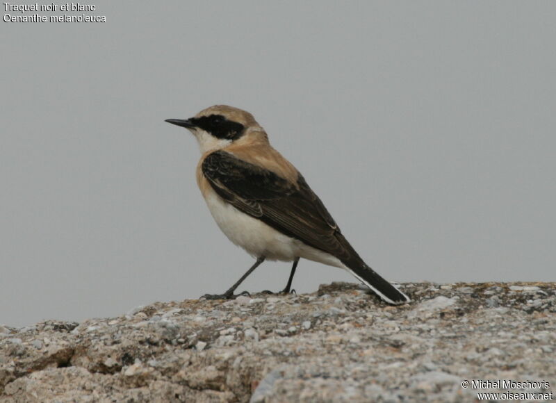 Eastern Black-eared Wheatear male