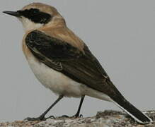 Eastern Black-eared Wheatear