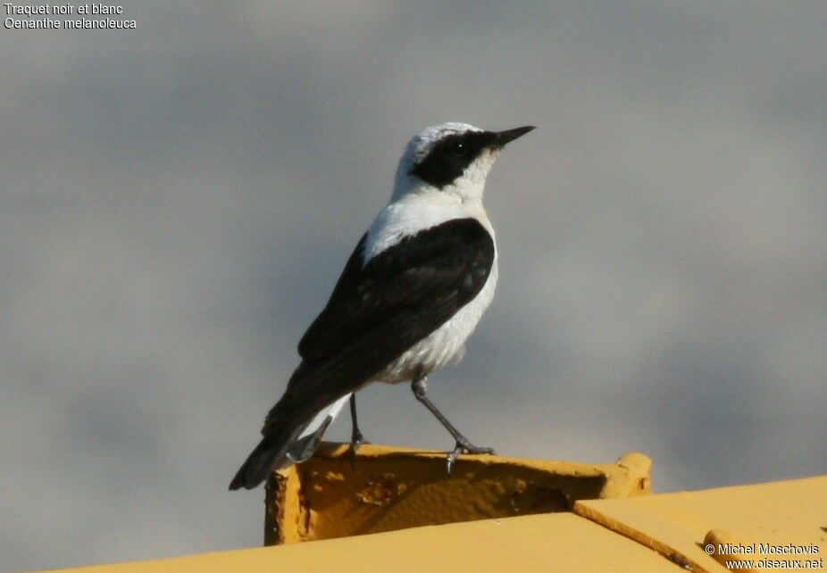 Eastern Black-eared Wheatear male adult breeding, identification