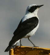 Eastern Black-eared Wheatear