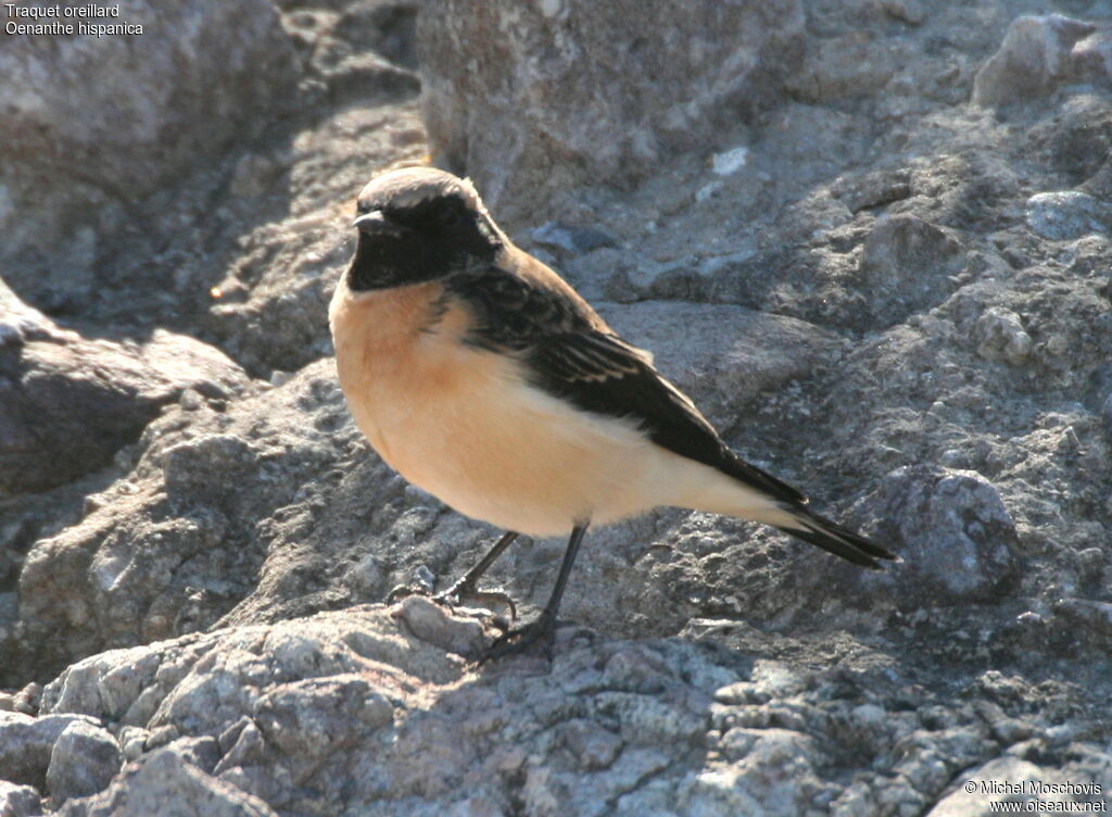 Traquet oreillard, identification