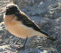 Western Black-eared Wheatear