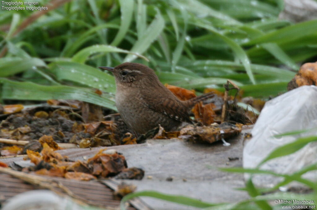 Eurasian Wren, identification