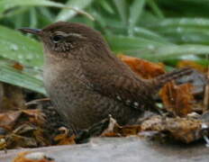 Eurasian Wren