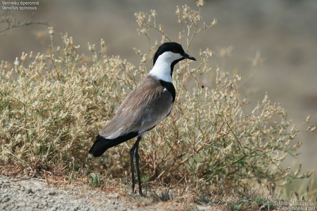 Spur-winged Lapwing