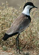 Spur-winged Lapwing