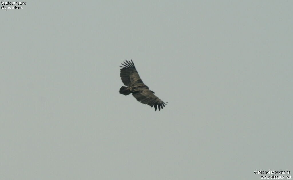 Griffon Vulture