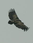 Griffon Vulture