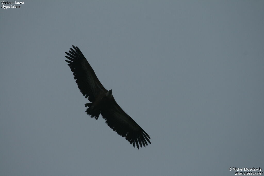 Griffon Vulture, Flight