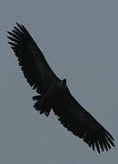 Griffon Vulture