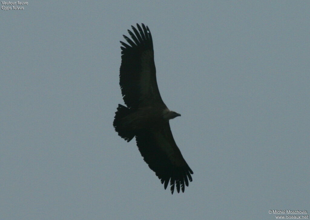Vautour fauve, identification