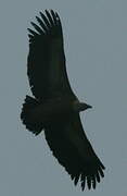 Griffon Vulture