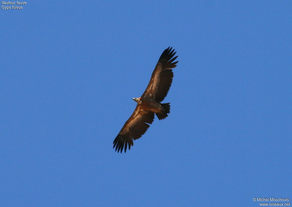 Vautour fauve, identification