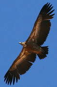 Griffon Vulture