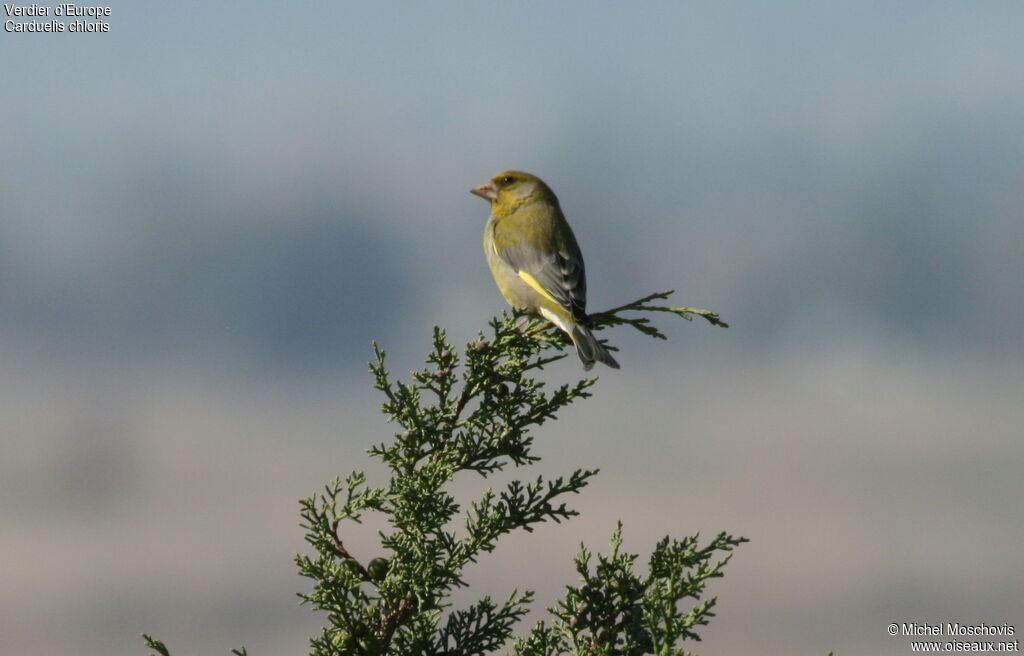 European Greenfinchadult