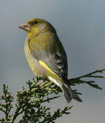 European Greenfinch