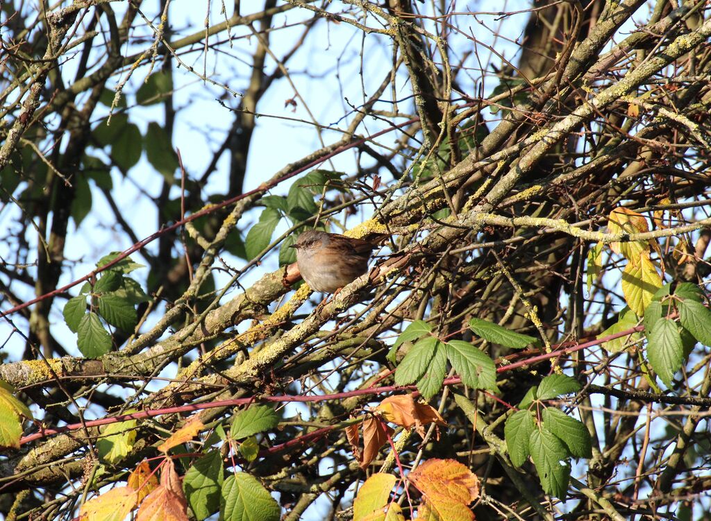 Dunnock