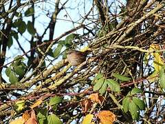 Dunnock