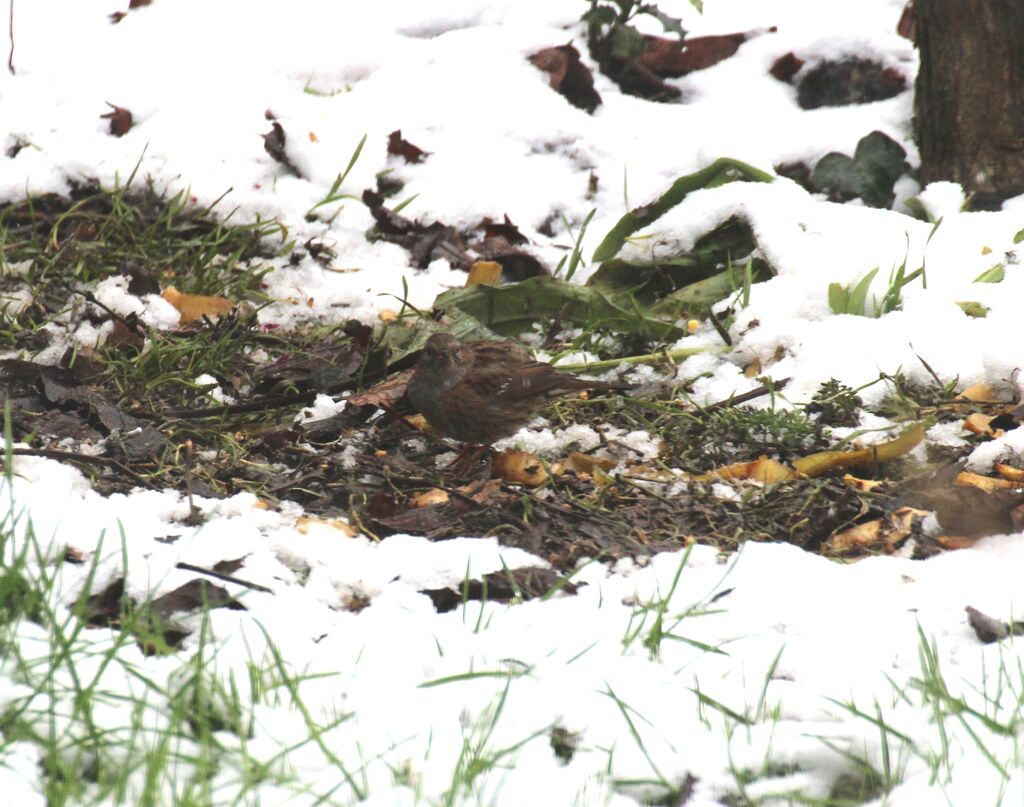 Dunnock