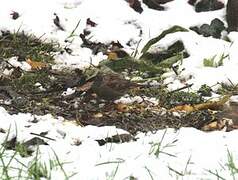 Dunnock